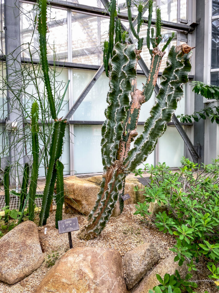 とちぎ花センター:ユーフォルビア・ランガク