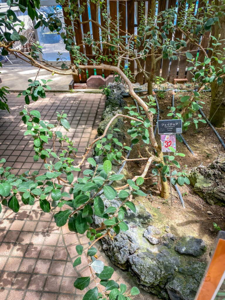 とちぎ花センター:フトモモ科フェイジョア