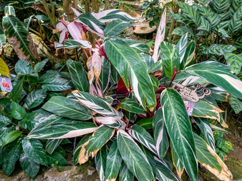 とちぎ花センター:ストロマンテ・トリオスター