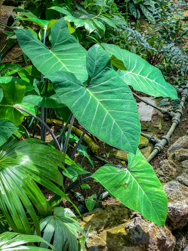 とちぎ花センター:コロカシアのなんか(たぶん)