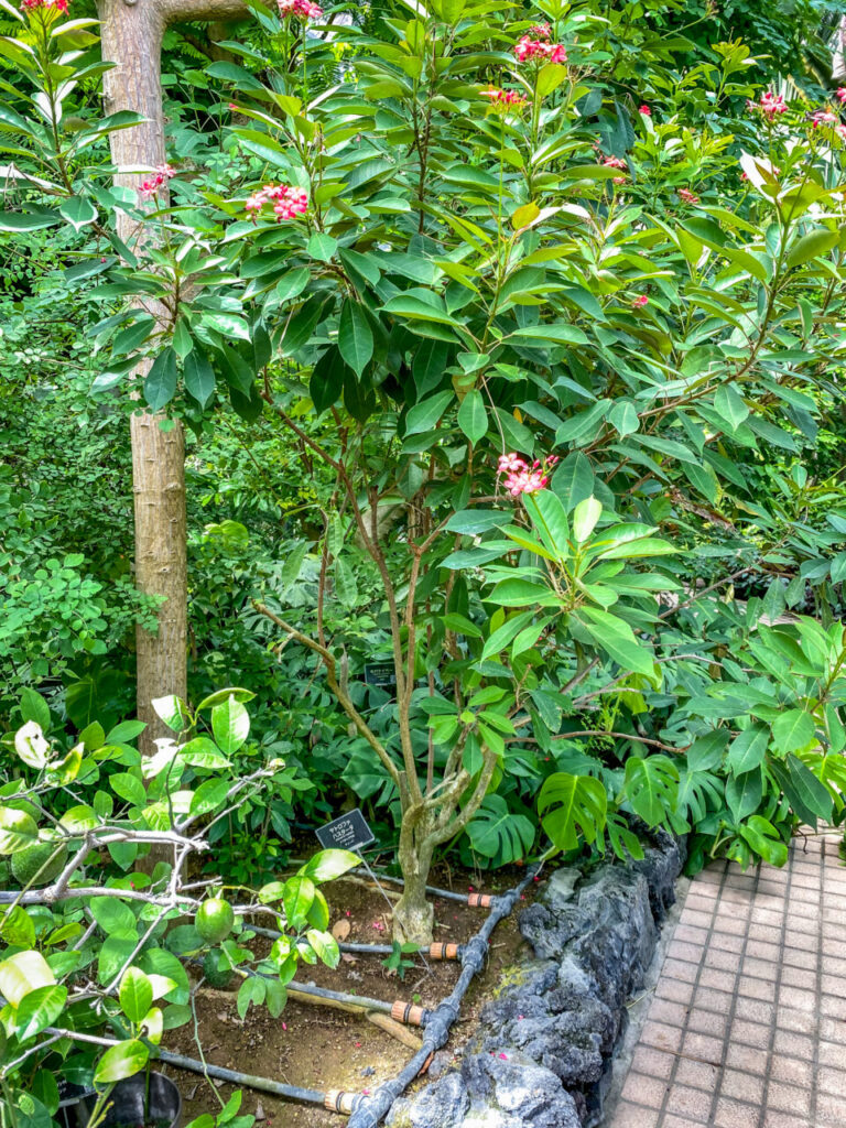 とちぎ花センター:ヤトロファ・ハスタータ