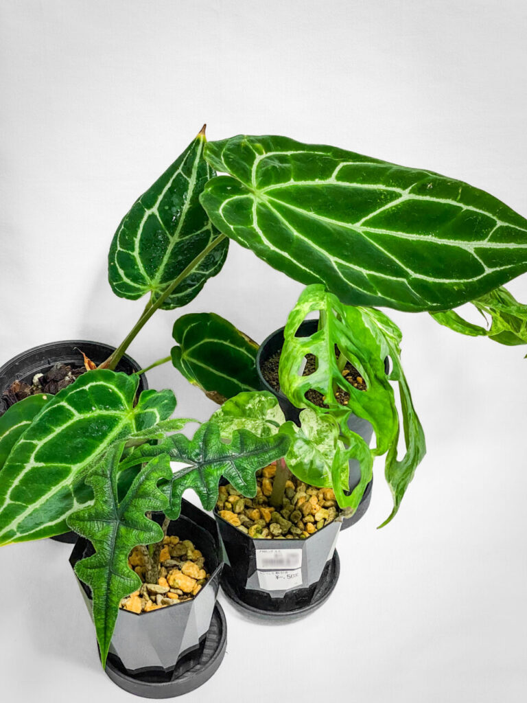 あしかがフラワーパークの真夏の特別セール購入品