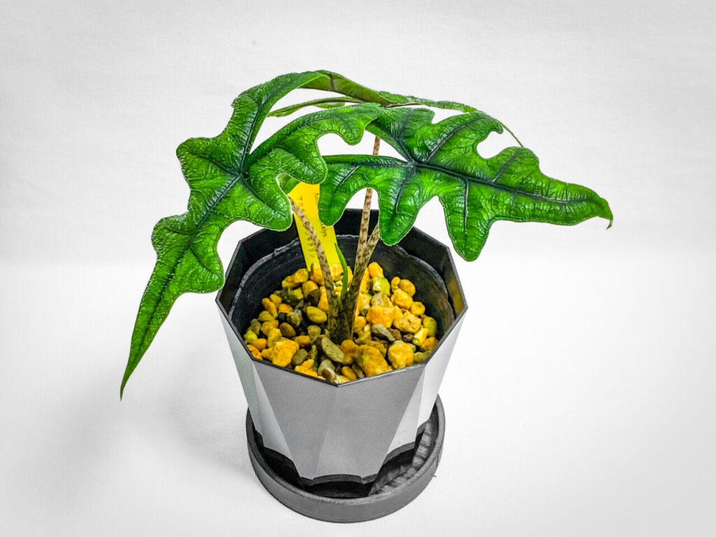 あしかがフラワーパークの真夏の特別セール購入品：アロカシア・ジャックリン