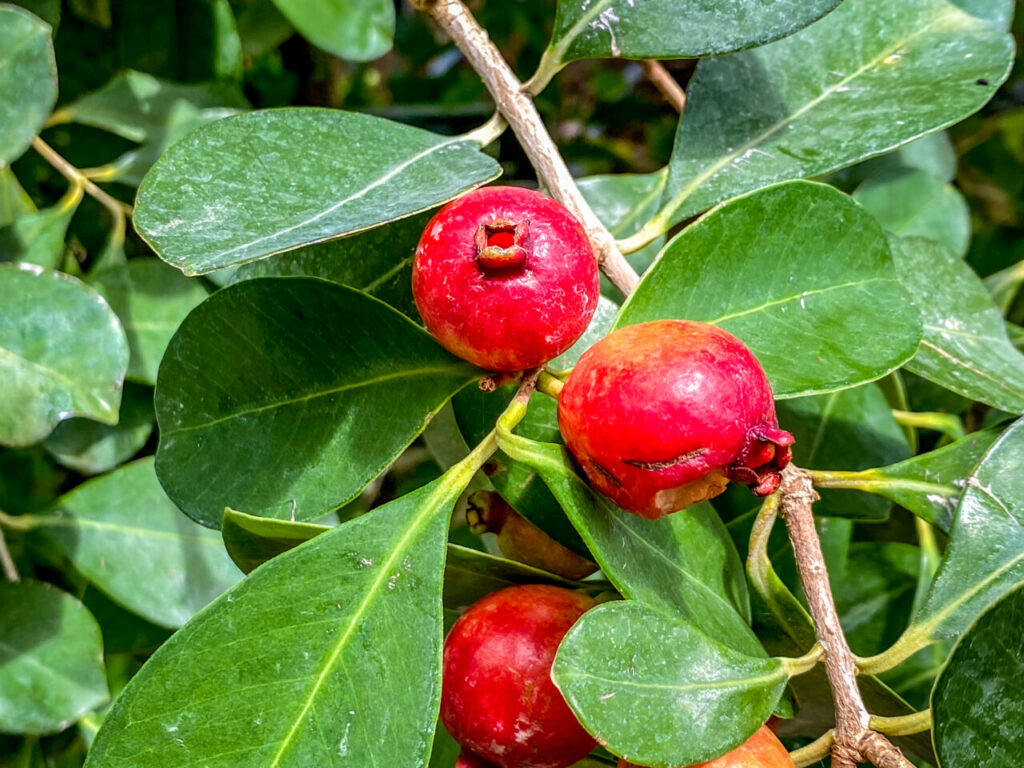 とちぎ花センター:ストロベリーグアバ