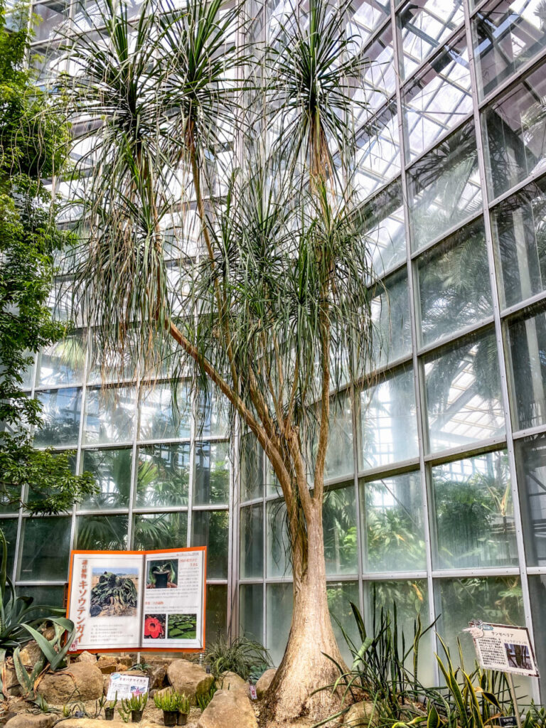 とちぎ花センター:トックリラン