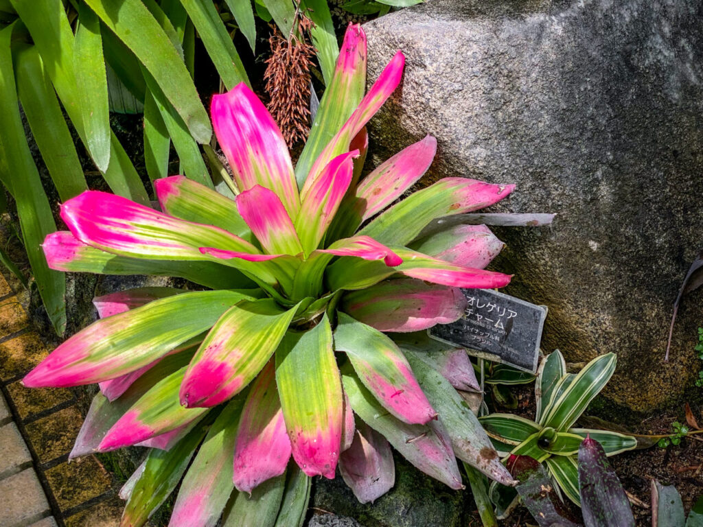 とちぎ花センター:ネオレゲリア・チャーム(チャルム?)