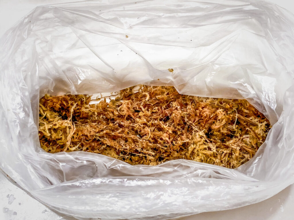 乾燥ミズゴケを水でもどす