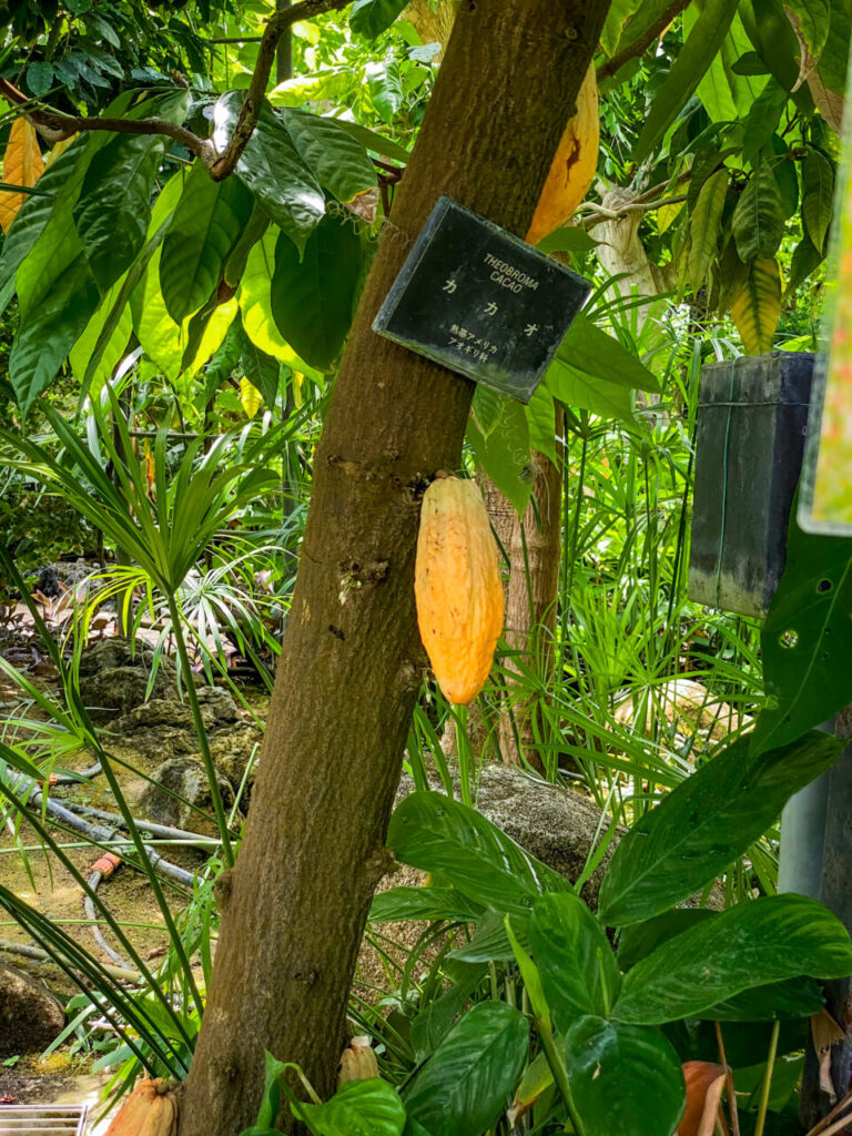 とちぎ花センター:カカオ