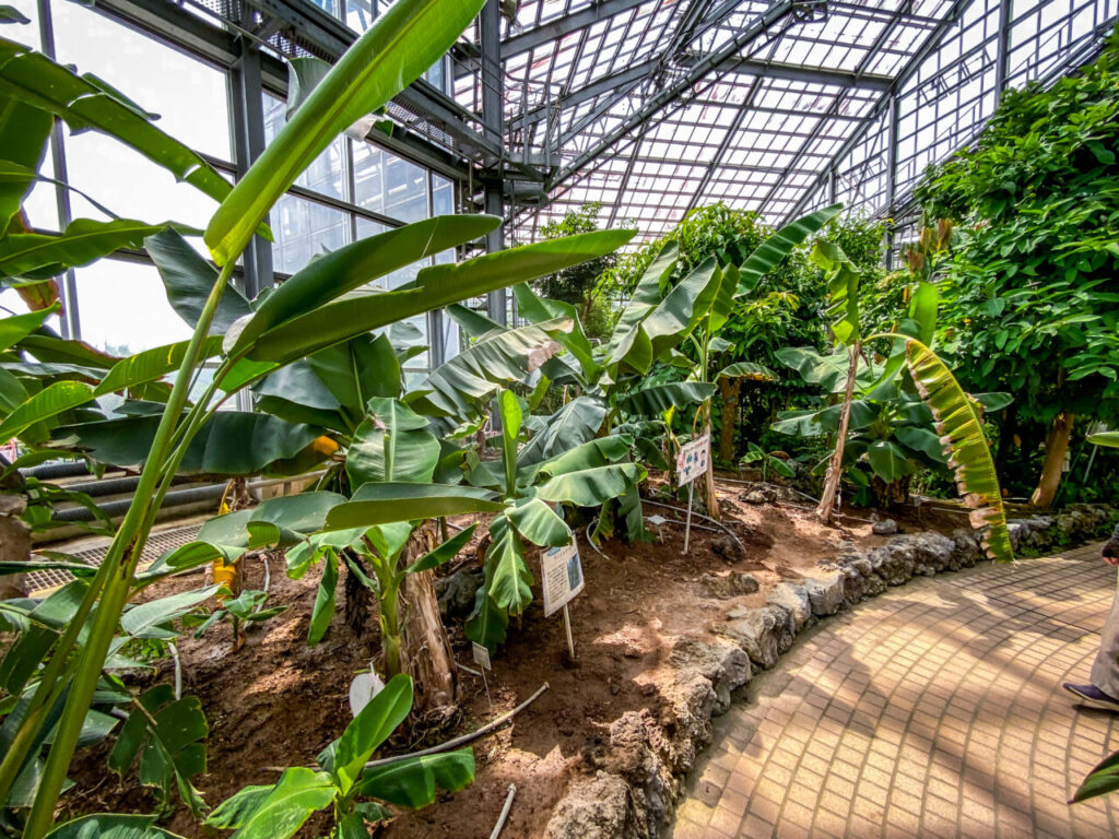 とちぎ花センター:バナナ