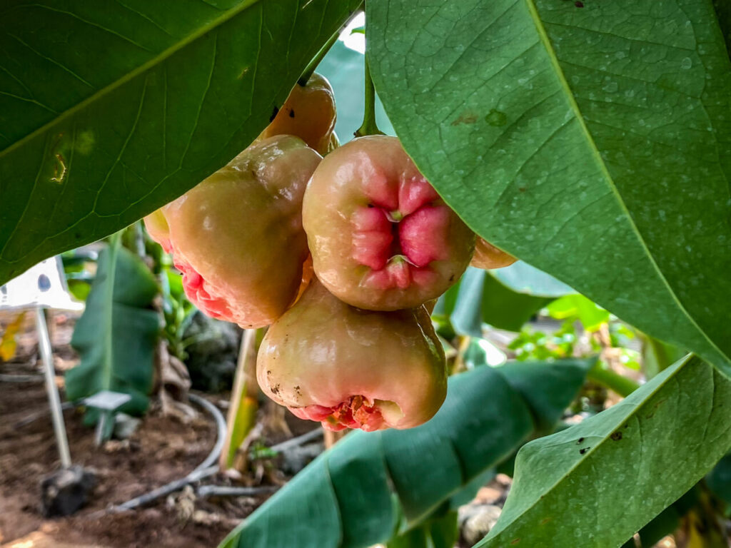 とちぎ花センター:フトモモ科レンブ