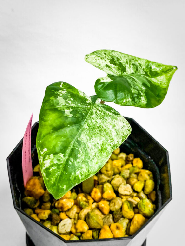 あしかがフラワーパークの真夏の特別セール購入品：アロカシア・オドラ・バリエガータ（斑入り）バティック