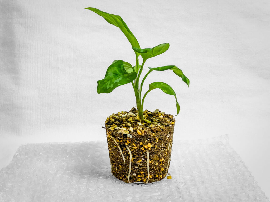 アグラオネマ・ピクタム’トリカラー’