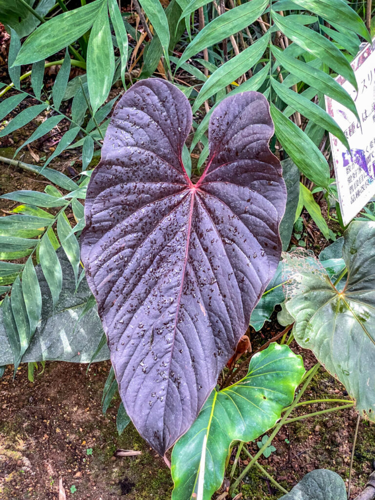 とちぎ花センター:アンスリウム・チェンバラニアナム(ロムズレッド)