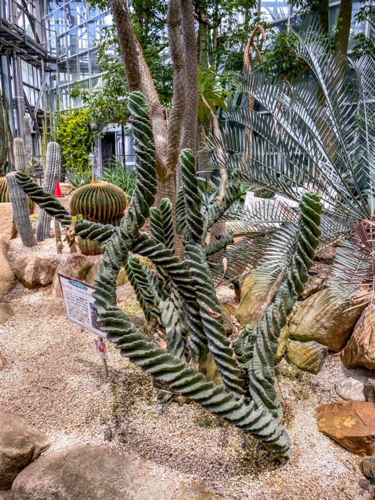 とちぎ花センター:セレウス・ぺルビアナス”スピラリス”