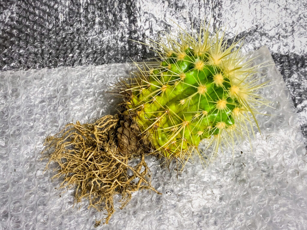 クロエンレイニア(旧エキノカクタス)・金鯱