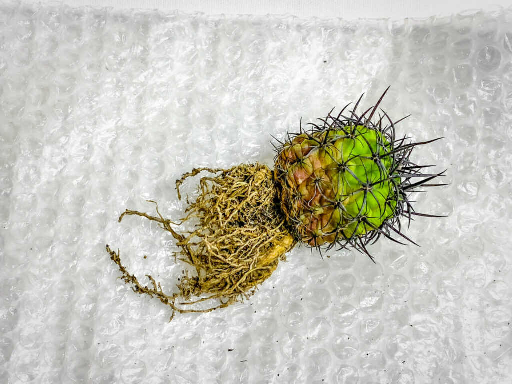 エリオシケ(旧ネオポルテリア)・暗黒王