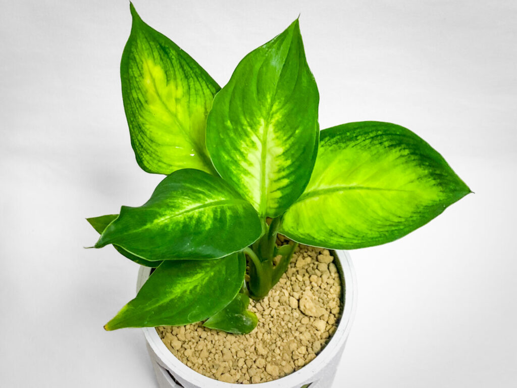 ディフェンバキア・カミーラ