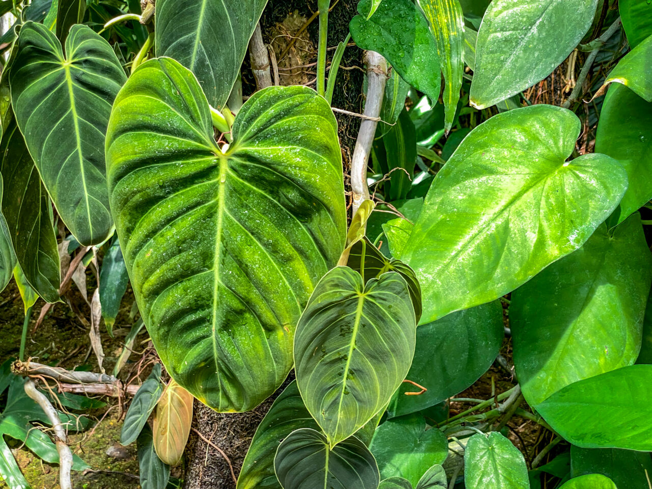 とちぎ花センター：フィロデンドロン・アンドレアナム