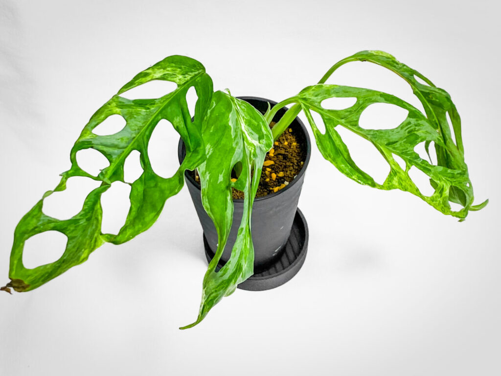 あしかがフラワーパークの真夏の特別セール購入品：モンステラ・アダンソニー（マドカズラ）斑入り