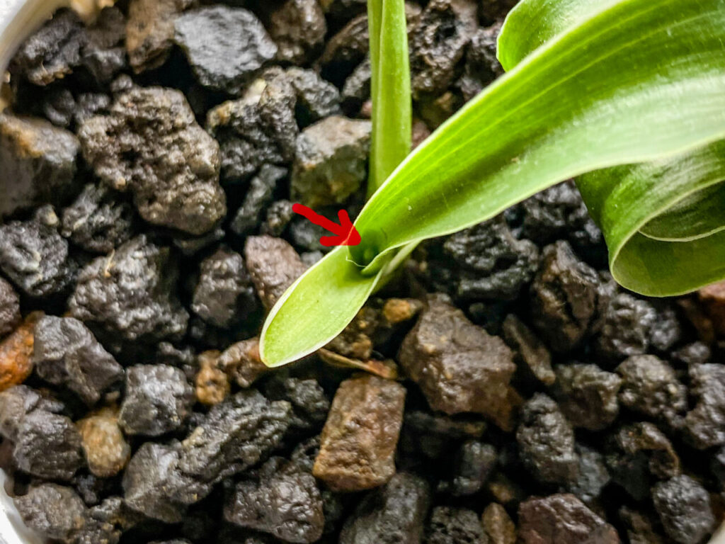 万年青（オモト）・輪波獅子