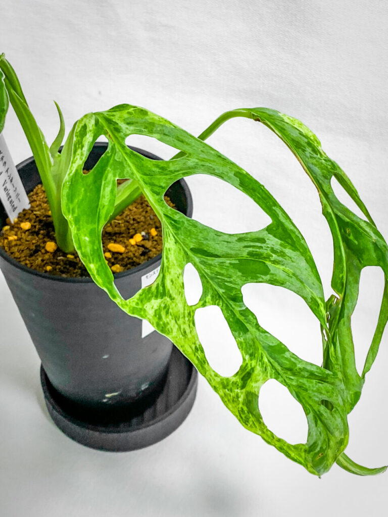 あしかがフラワーパークの真夏の特別セール購入品：モンステラ・アダンソニー（マドカズラ）斑入り