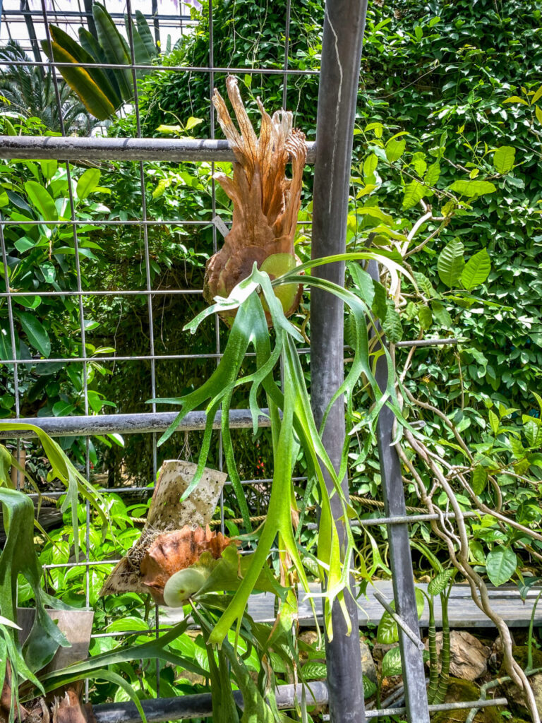 とちぎ花センター:ビカクシダ・ウィリンキー
