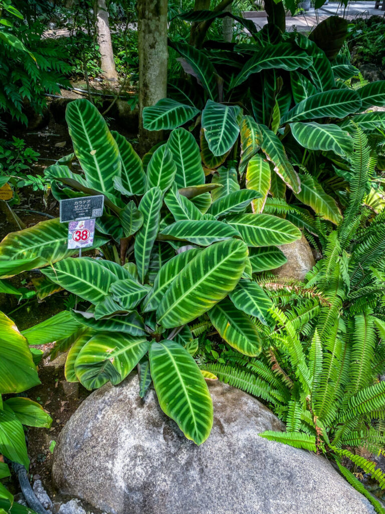 とちぎ花センター:カラテア・ゼブリナ