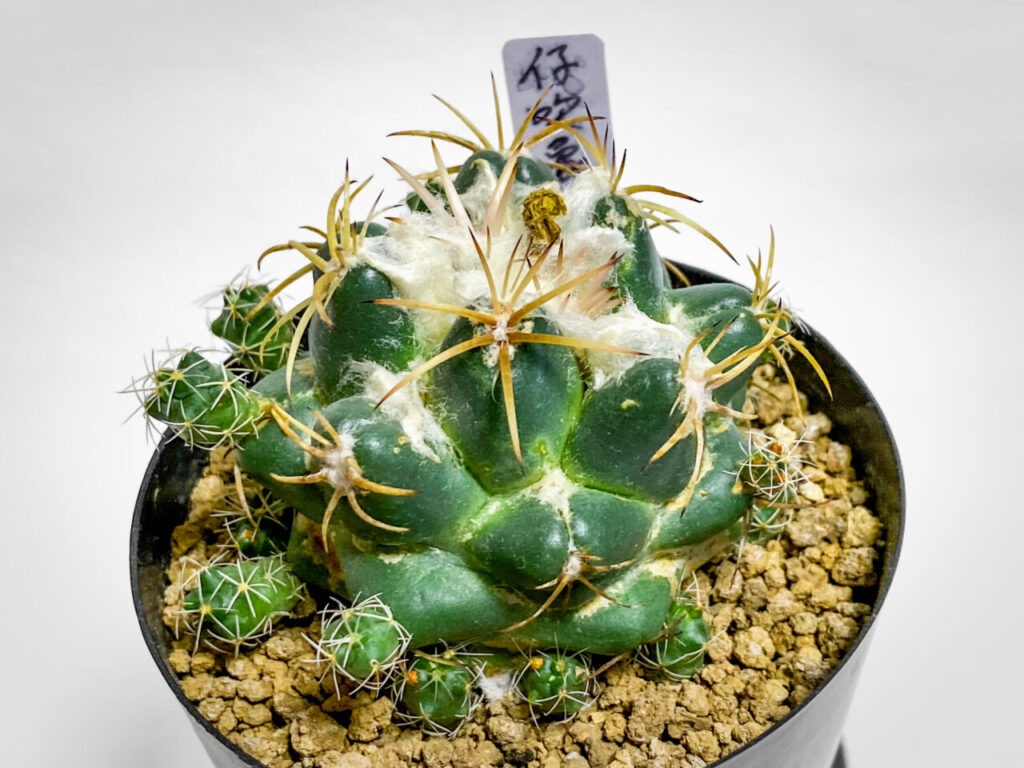 コリファンタ・仔吹き象牙丸