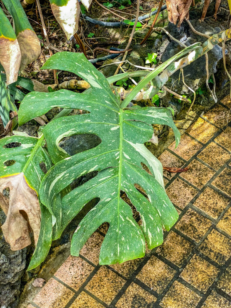 とちぎ花センター:モンステラ・デリシオーサ”タイコンステレーション”