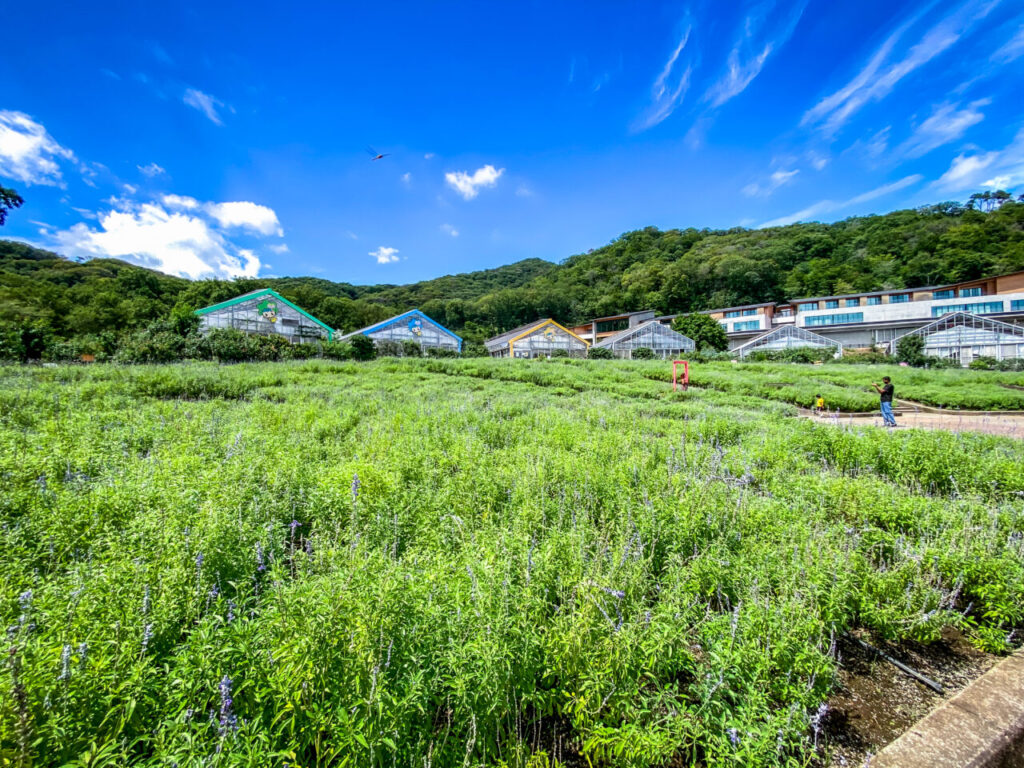 とちぎ花センター:大花壇