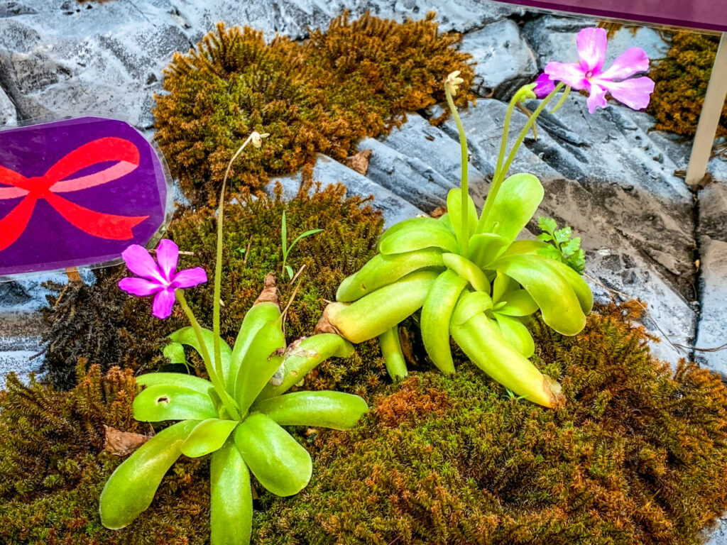 とちぎ花センター:ムシトリスミレ