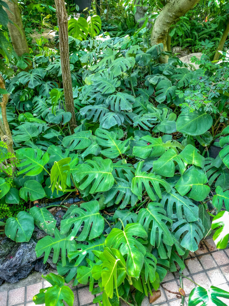 とちぎ花センター:モンステラの群生