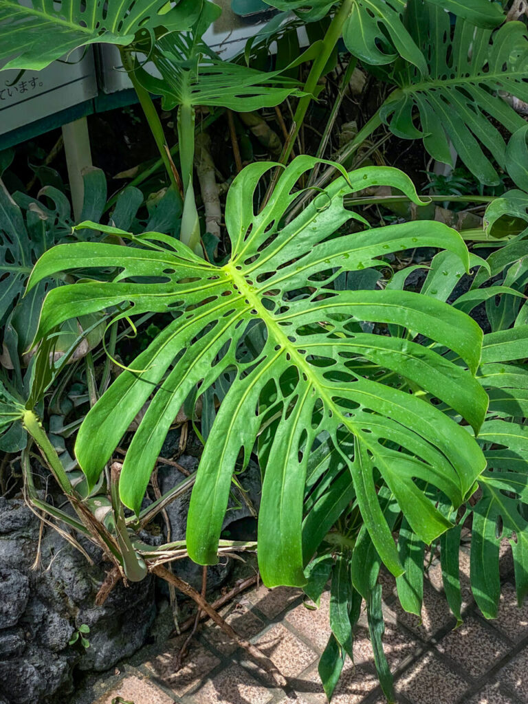 とちぎ花センター:モンステラ・デリシオーサ”スケルトン”