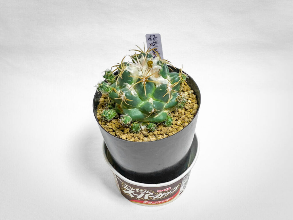 コリファンタ・仔吹き象牙丸