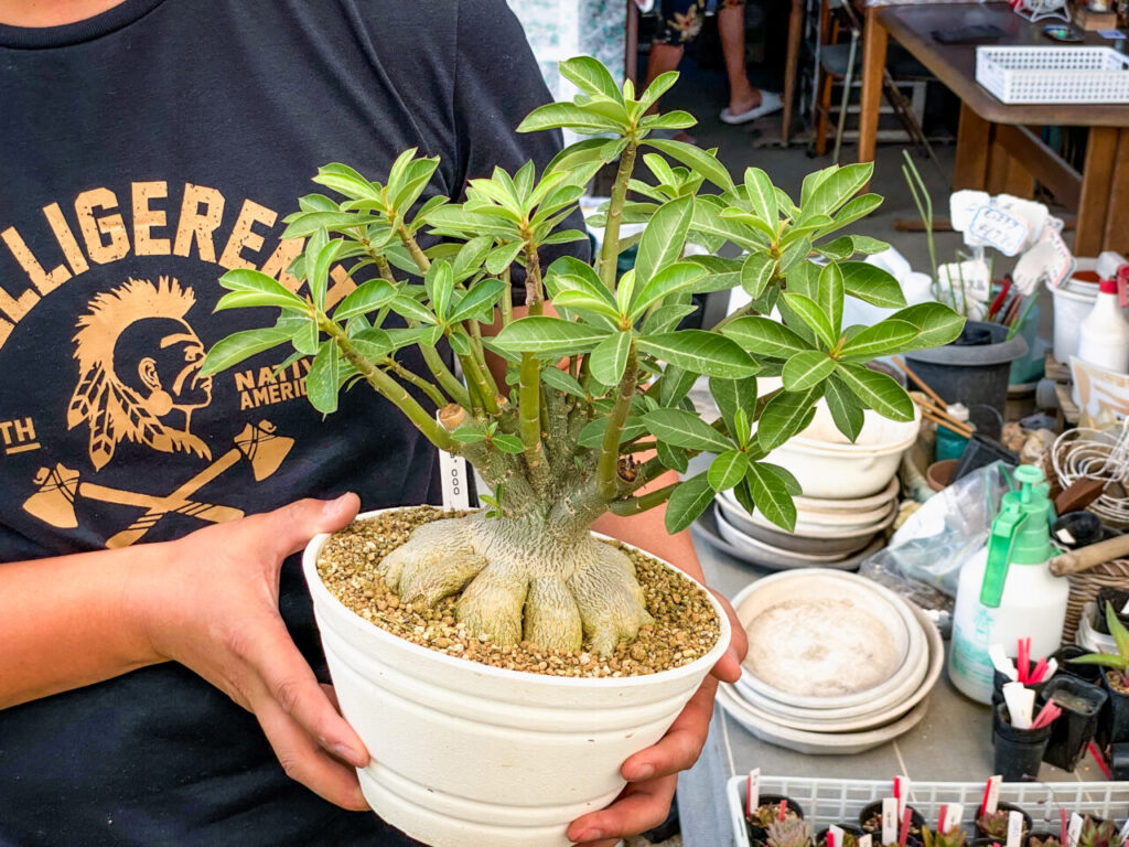 多肉の魔王さんおすすめ品:アデニウム・タコ足アラビカム