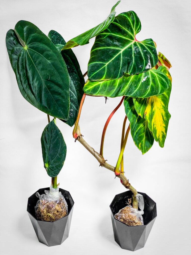 オキボタMAXおかわり購入品