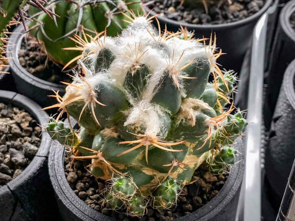 コリファンタ・仔吹き象牙丸を植え替えたッ！！ | もすレコ。