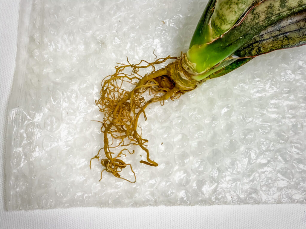 サンセベリア・キルキー・プルクラ’コパトーン’