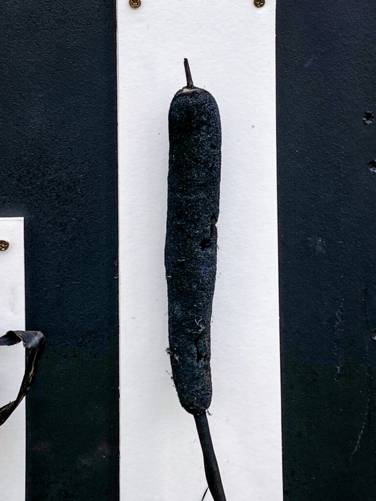 とちぎ花センター炭展