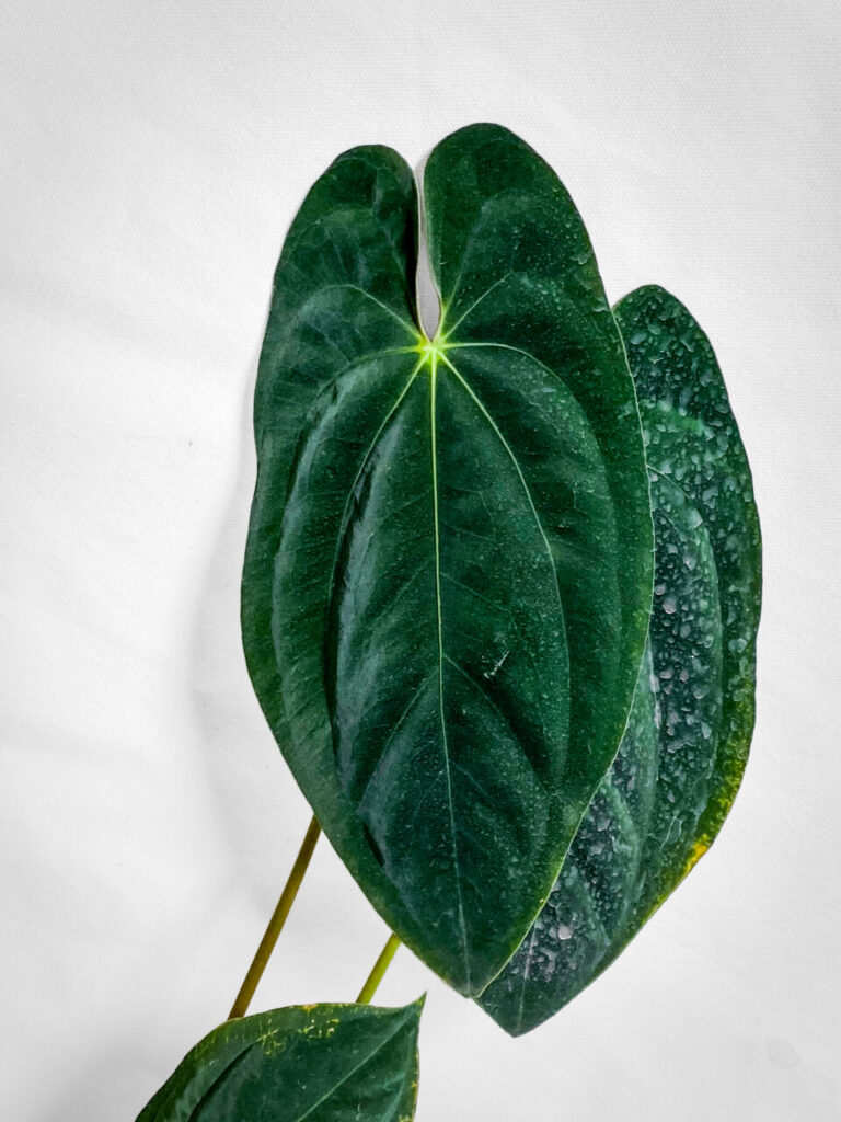 オキボタMAXおかわり：アンスリウム・パピリラミナム