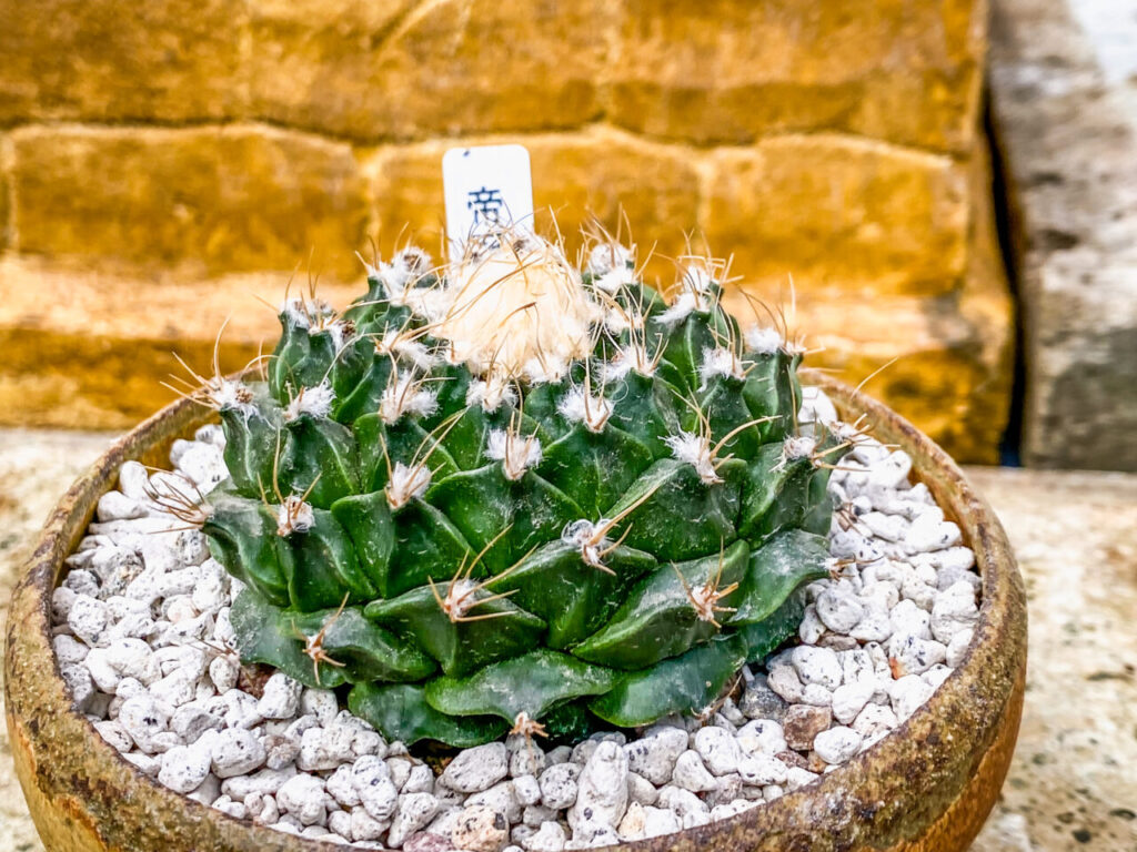 とちぎ花センター多肉とサボ展：オブレゴニア・帝冠