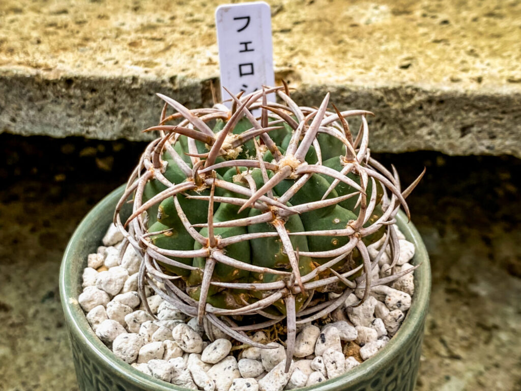 とちぎ花センター多肉とサボ展：ギムノカリキウム・フェロシオール