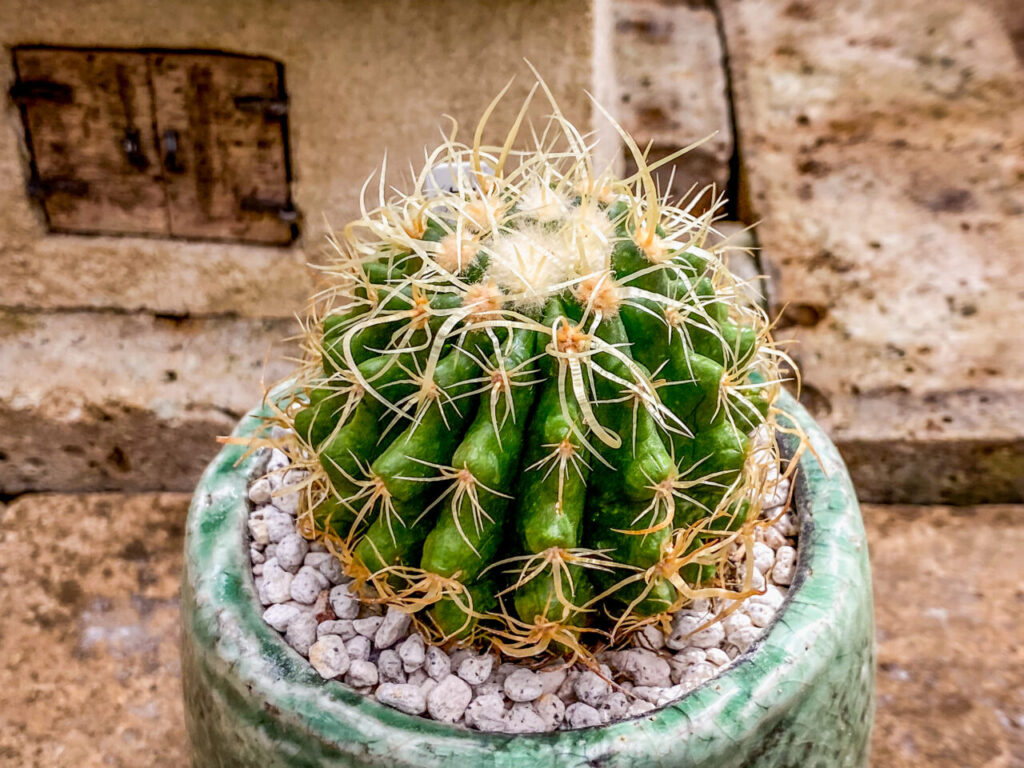 とちぎ花センター多肉とサボ展：クロエンレイニア・短刺（狂刺？）金鯱