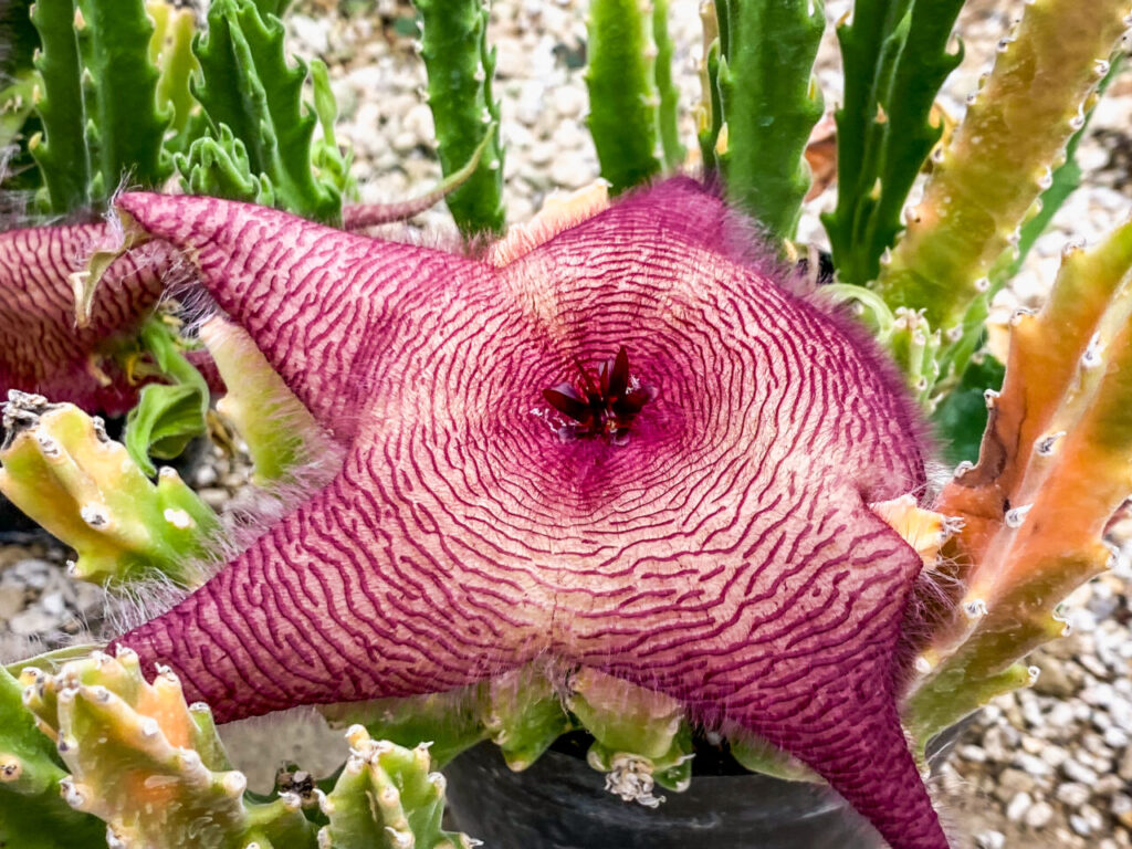 とちぎ花センター多肉とサボ展：ガガイモの花