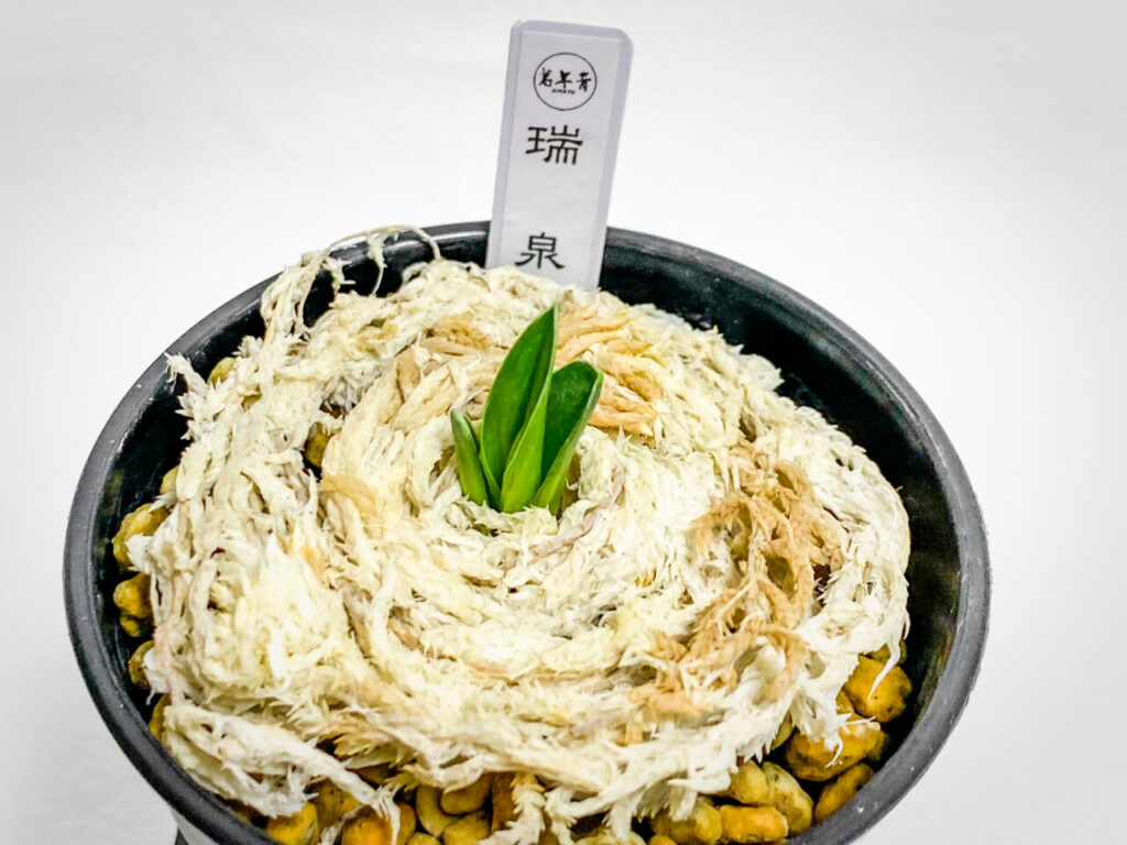 オキボタMAXおかわり：オモト・瑞泉