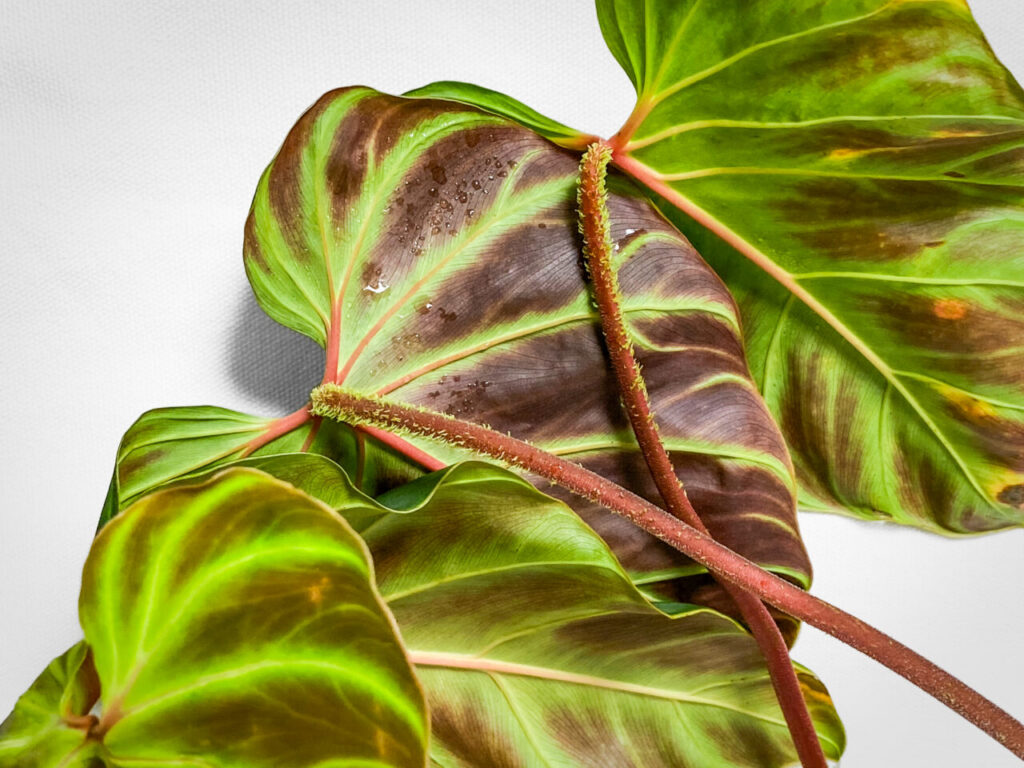 オキボタMAXおかわり：フィロデンドロン・ベルコーサム’ハミングバード’