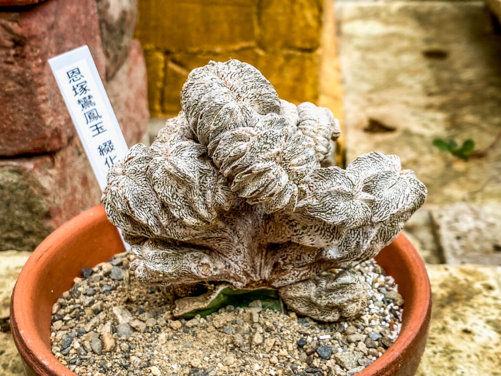 とちぎ花センター多肉とサボ展：アストロフィツム・恩塚鸞鳳玉綴化