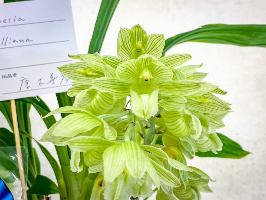 オキボタMAX2025 with ハチクラサイ