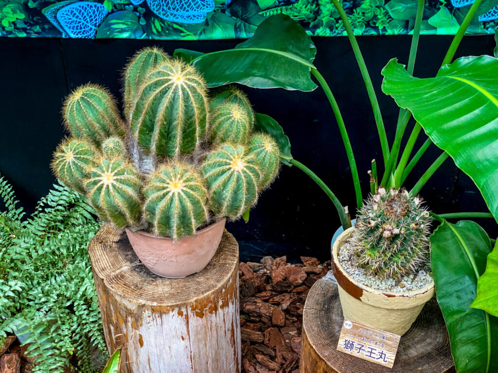 とちぎ花センター多肉とサボ展：パロディア