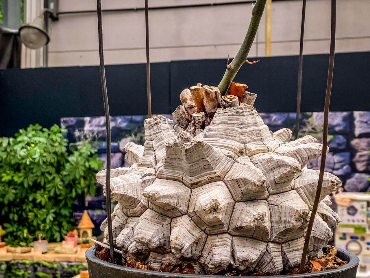 とちぎ花センター多肉とサボ展：ディオスコレア・長谷川亀甲竜